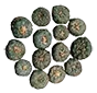 peyote_button