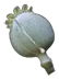 poppy