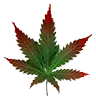 rainbowbelts_leaf
