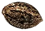rainbowbelts_seed