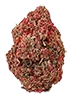rainbowbelts_trimmed_bud