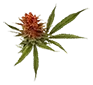 rainbowbelts_untrimmed_bud