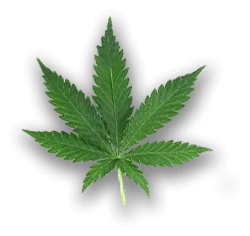 Weed