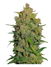 weed_ak47_bud
