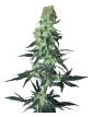 weed_amnesia_bud