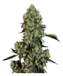 weed_og-kush_bud