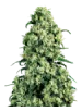 weed_skunk_bud