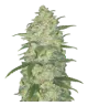 weed_white-widow_bud