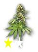 weedbud_1