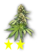 weedbud_2
