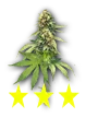 weedbud_3