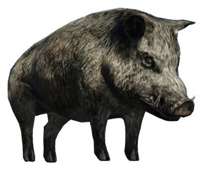 a_c_boar