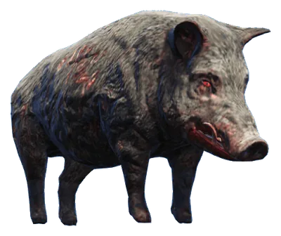 a_c_boar_02