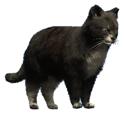 a_c_cat_01