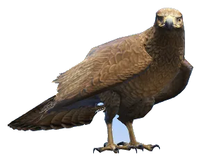 a_c_chickenhawk