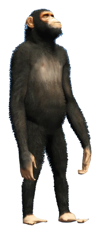 a_c_chimp