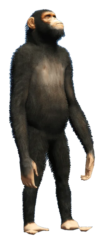 a_c_chimp_02