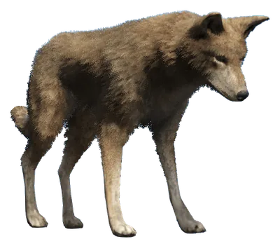 a_c_coyote