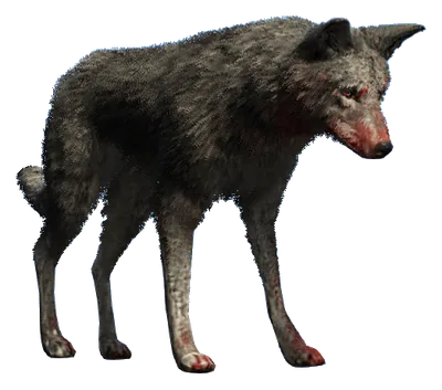 a_c_coyote_02