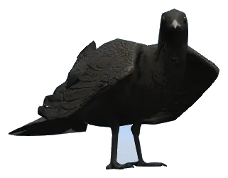 a_c_crow