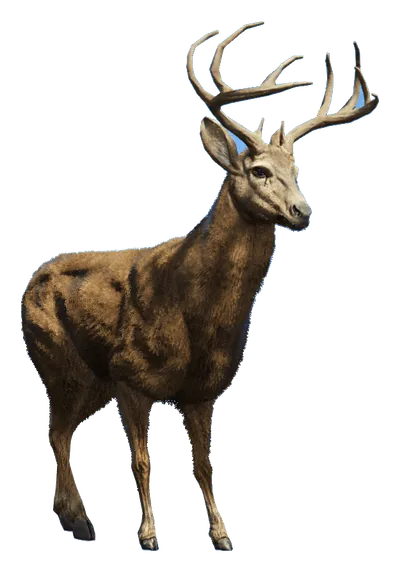 a_c_deer