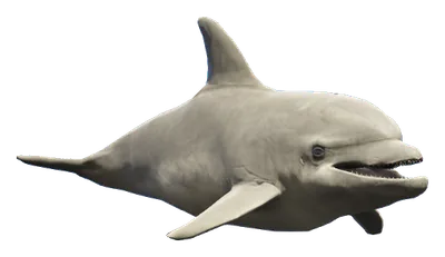 a_c_dolphin