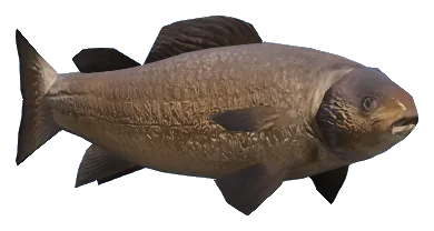 a_c_fish