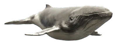 a_c_humpback