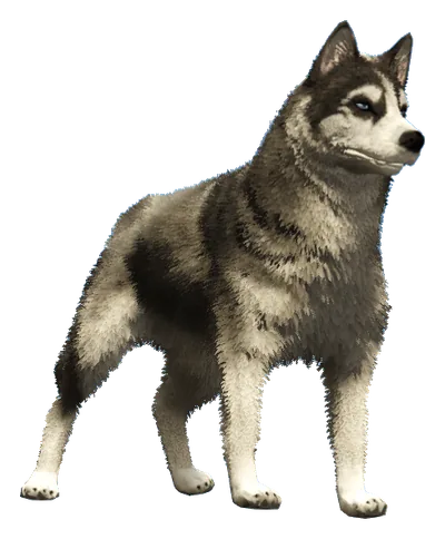 a_c_husky
