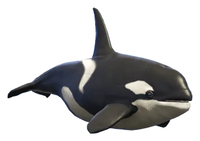 a_c_killerwhale