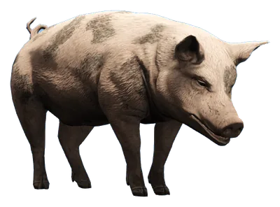 a_c_pig