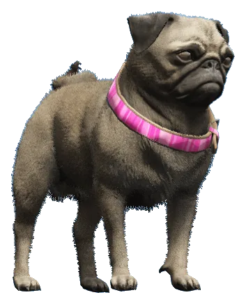 a_c_pug