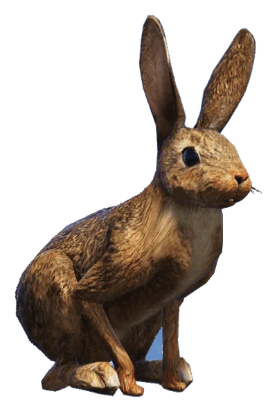 a_c_rabbit_02