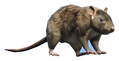 a_c_rat