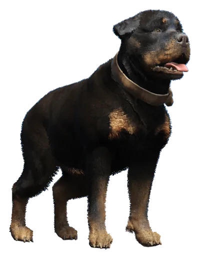a_c_rottweiler