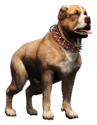 a_c_rottweiler_02