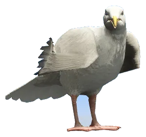 a_c_seagull
