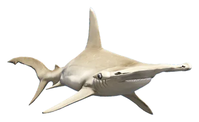 a_c_sharkhammer