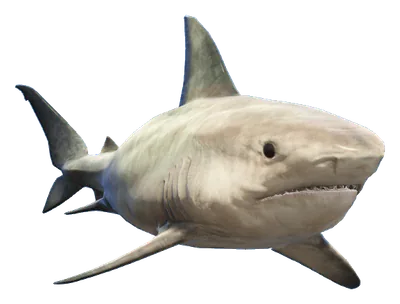 a_c_sharktiger