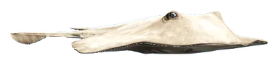 a_c_stingray